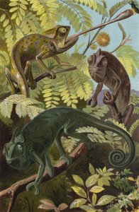 Chameleon